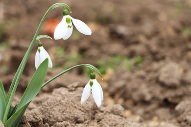 Photo of Beautiful snowdrops blooming in field, space for text. First spring flowers