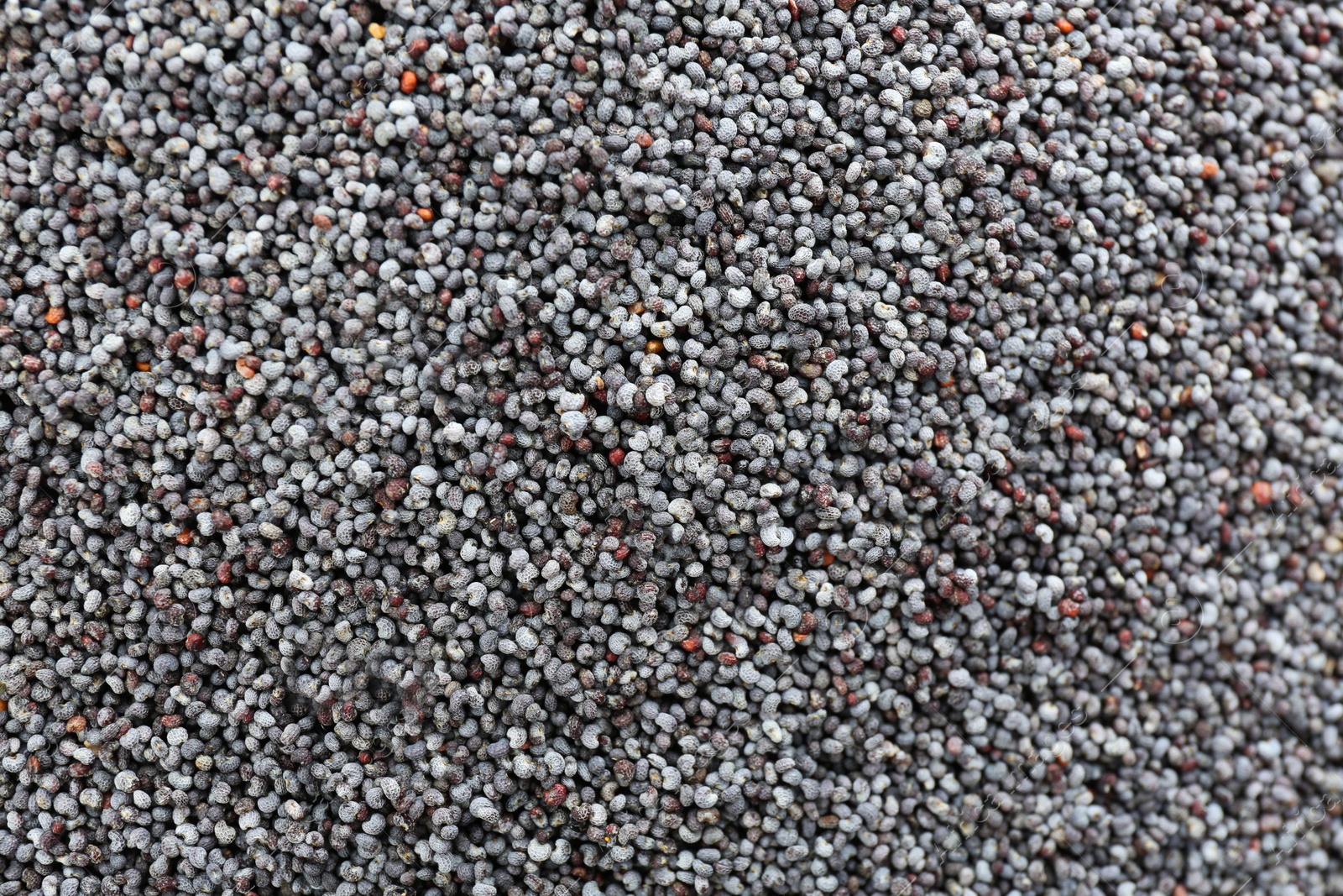 Photo of Dry poppy seeds as background, closeup view