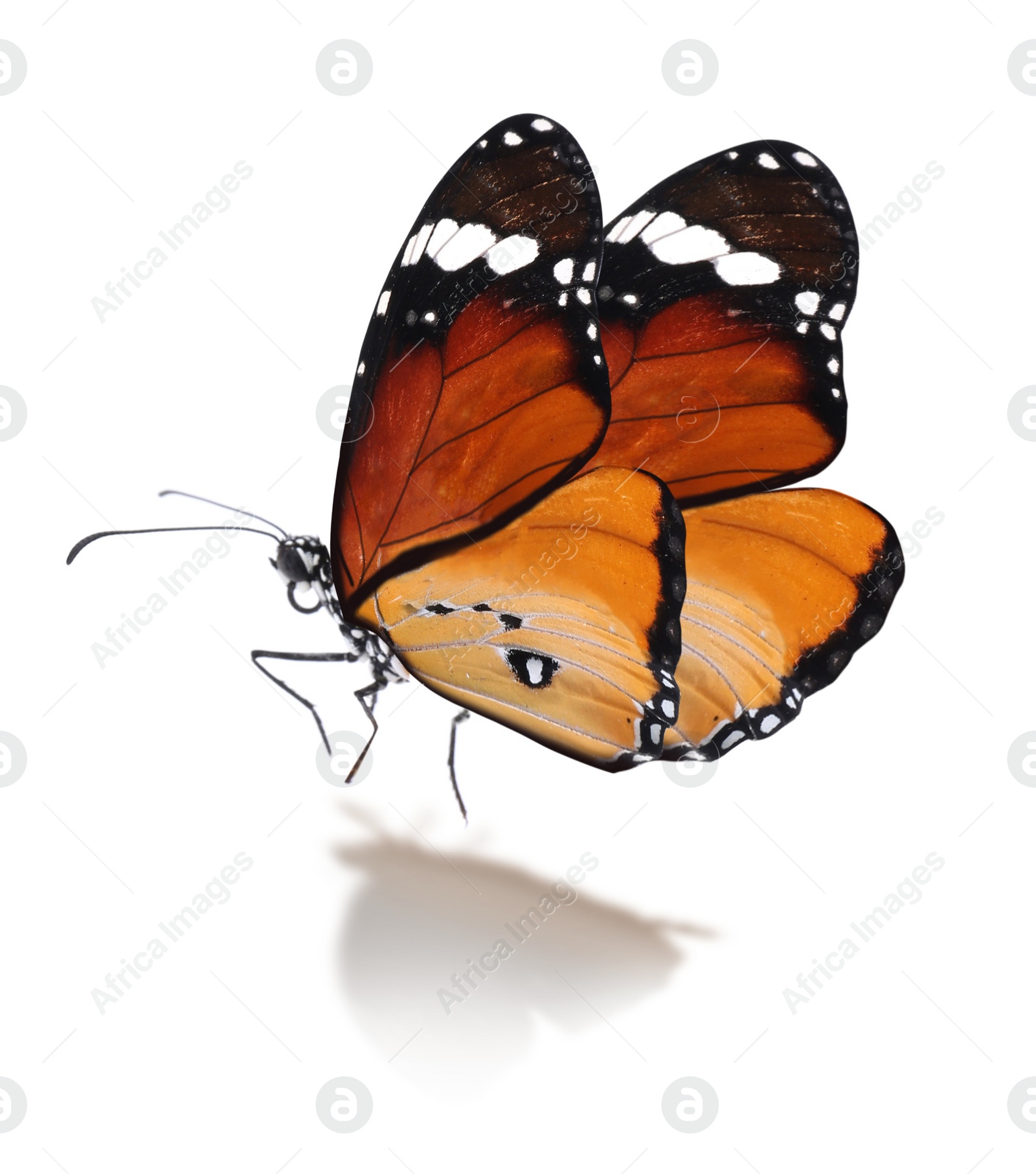 Image of Beautiful plain tiger butterfly on white background