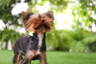 Photo of Cute funny Yorkshire terrier dog in garden. Space for text