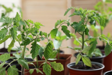 Photo of Seedlings growing in plastic containers with soil on blurred background, closeup