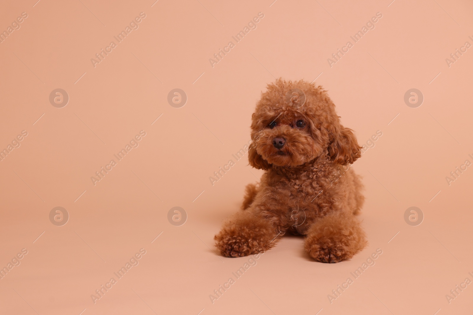 Photo of Cute Maltipoo dog on beige background, space for text. Lovely pet