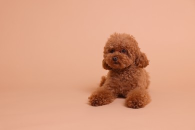 Cute Maltipoo dog on beige background, space for text. Lovely pet
