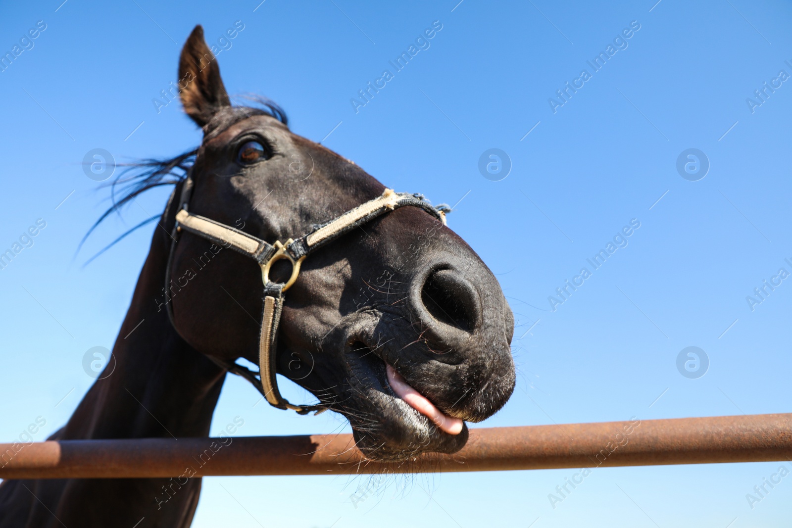 Photo of Dark horse at fence outdoors on sunny day, closeup. Beautiful pet