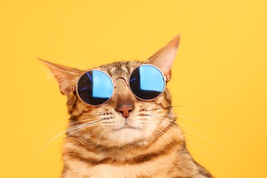 Photo of Cute Bengal cat in sunglasses on orange background, closeup
