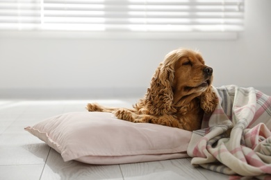 Photo of Cute English cocker spaniel dog with plaid and pillow on floor. Space for text