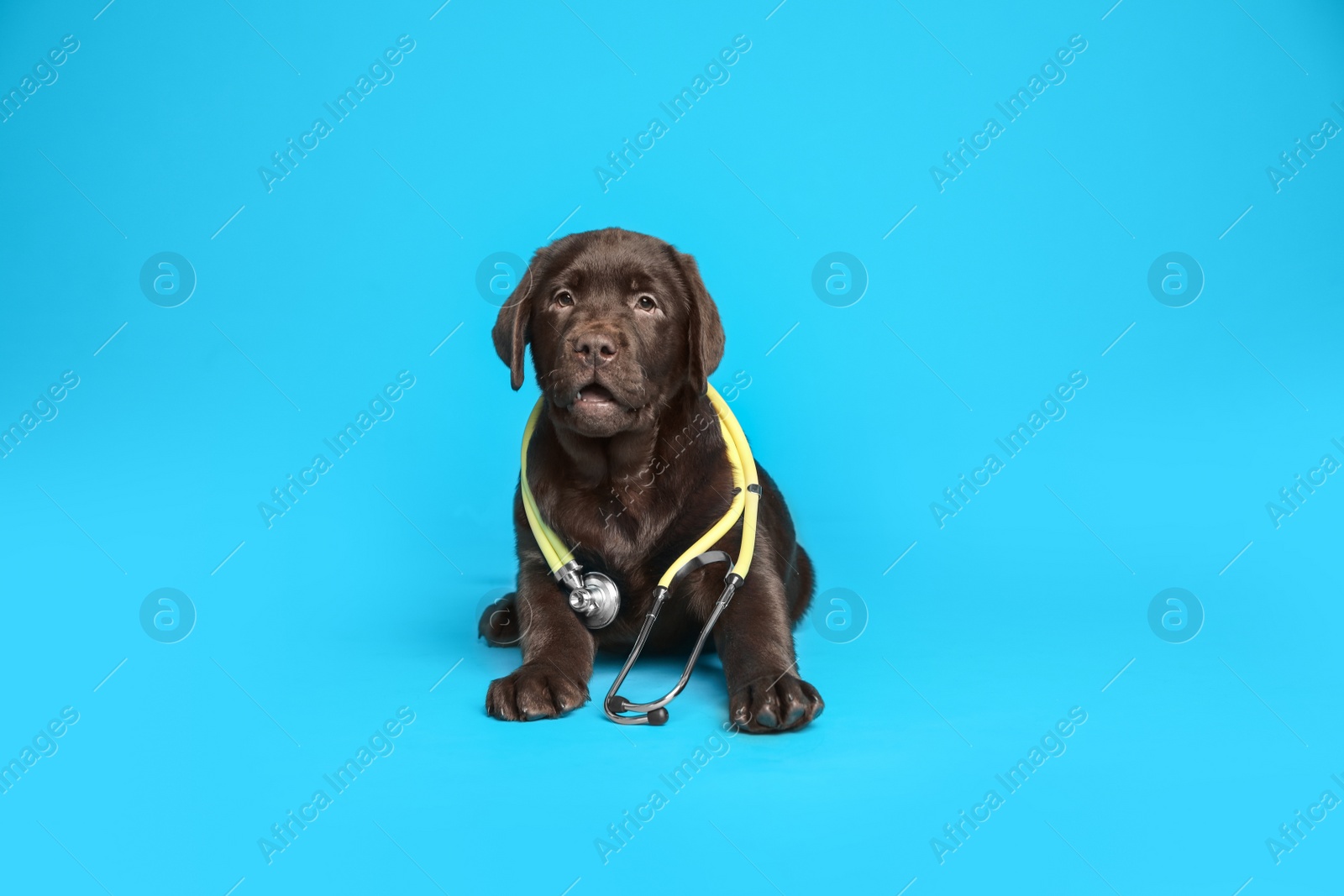 Photo of Cute Labrador dog with stethoscope as veterinarian on light blue background