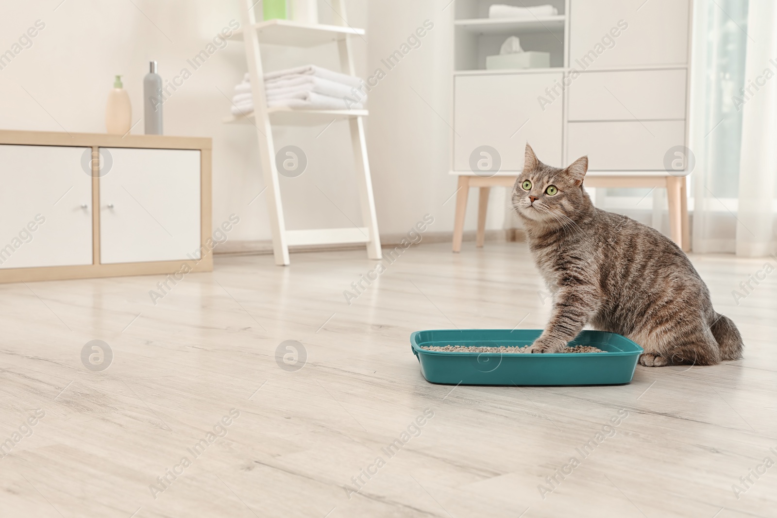 Photo of Adorable grey cat near litter box indoors. Pet care