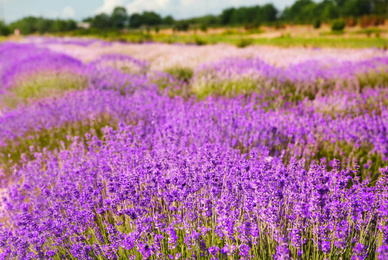 Beautiful lavender flowers growing in spring field