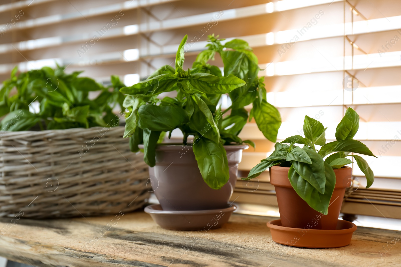 Photo of Fresh green basil in pots on wooden window sill