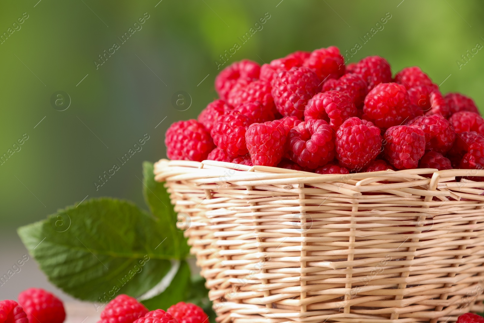 Photo of Wicker basket with tasty ripe raspberries on blurred green background, closeup