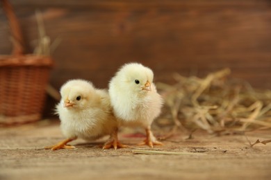 Photo of Cute chicks on wooden table. Baby animals