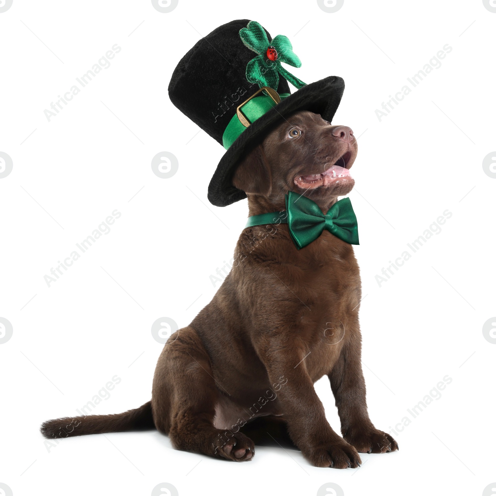 Image of St. Patrick's day celebration. Cute Chocolate Labrador puppy with leprechaun hat and green bow tie isolated on white