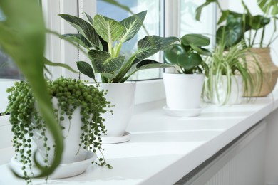 Photo of Many beautiful potted houseplants growing on windowsill indoors
