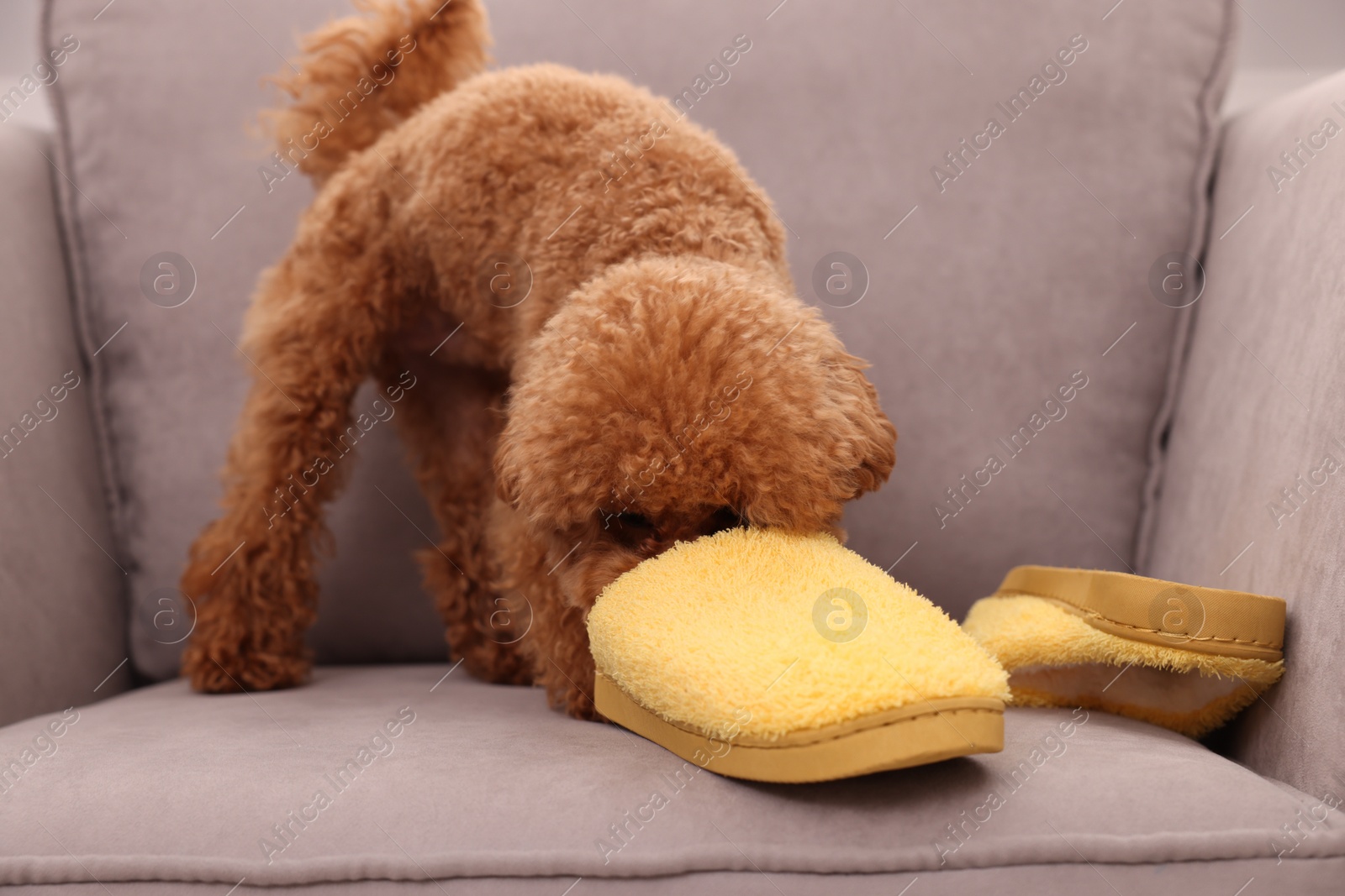 Photo of Cute Maltipoo dog near yellow slippers on armchair. Lovely pet