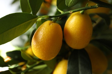 Kumquat tree with ripening fruits outdoors, closeup