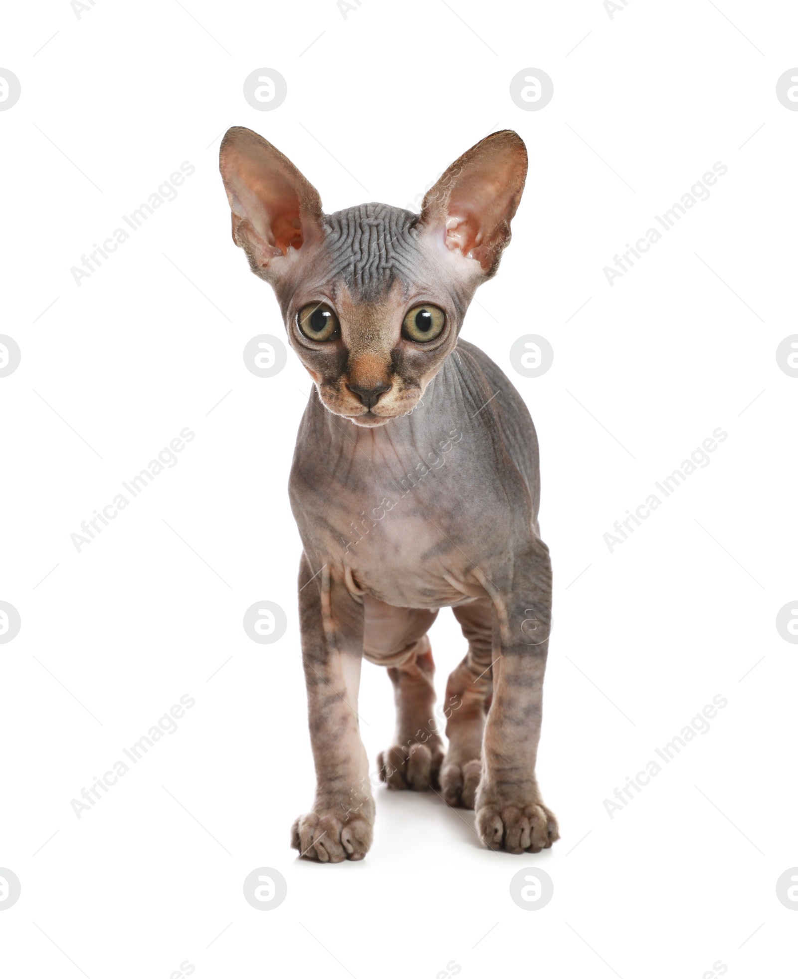 Photo of Adorable Sphynx kitten on white background. Baby animal