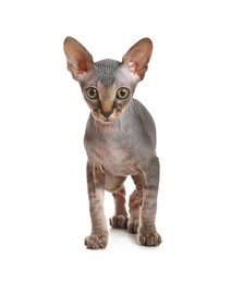 Adorable Sphynx kitten on white background. Baby animal