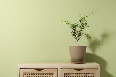 Photo of Pomegranate plant in pot on wooden table near light green wall, space for text