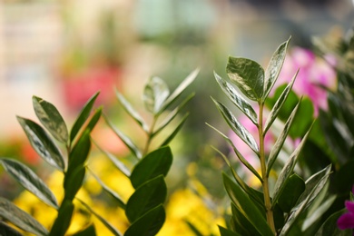 Photo of Green zamioculcas branches with lush foliage, closeup. Tropical plant