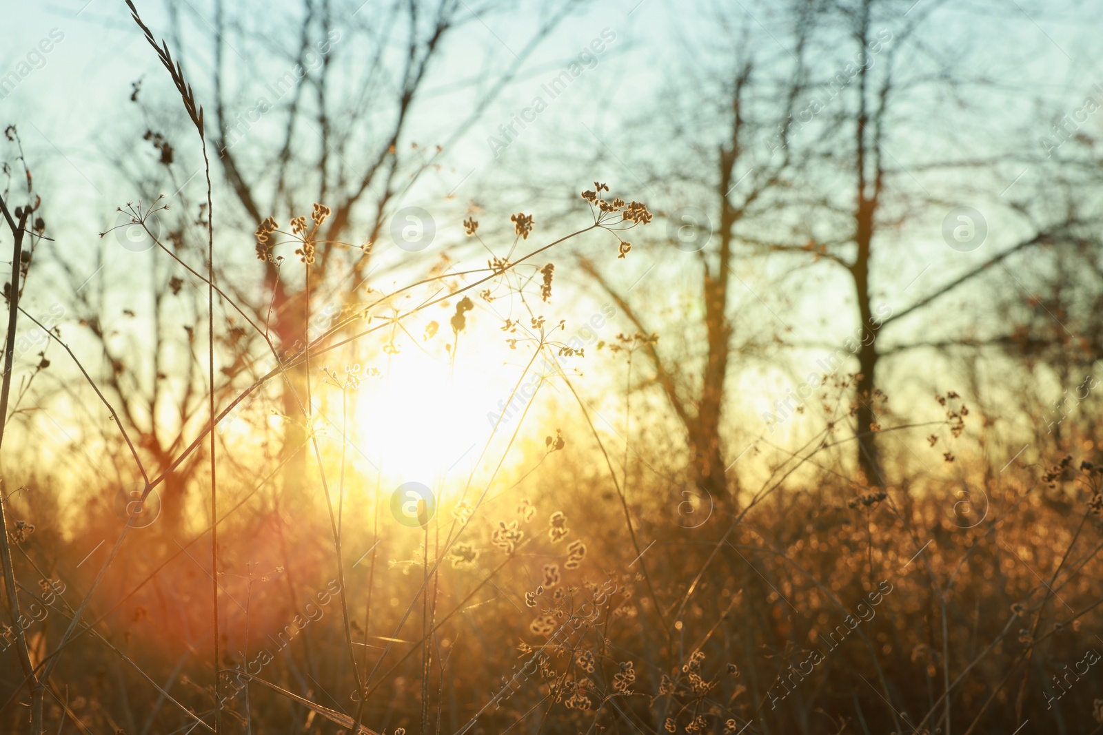 Photo of Beautiful wild plant outdoors at sunset, closeup