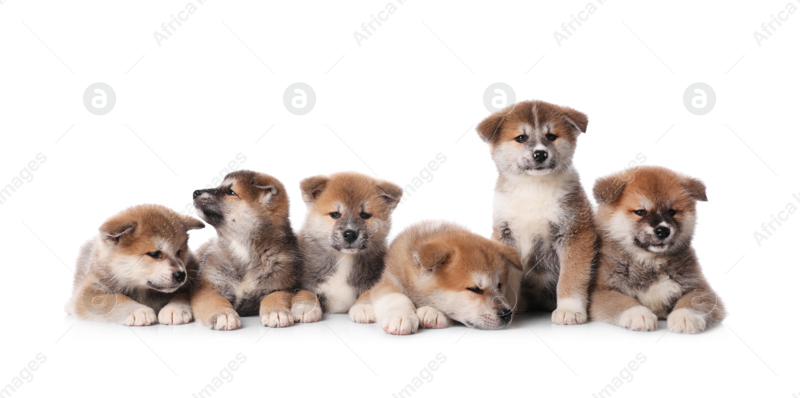 Photo of Adorable Akita Inu puppies on white background