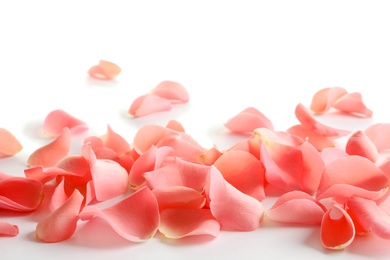 Photo of Beautiful rose petals on white background