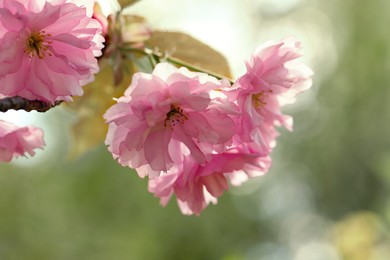Photo of Beautiful pink flowers of blossoming sakura tree outdoors, closeup