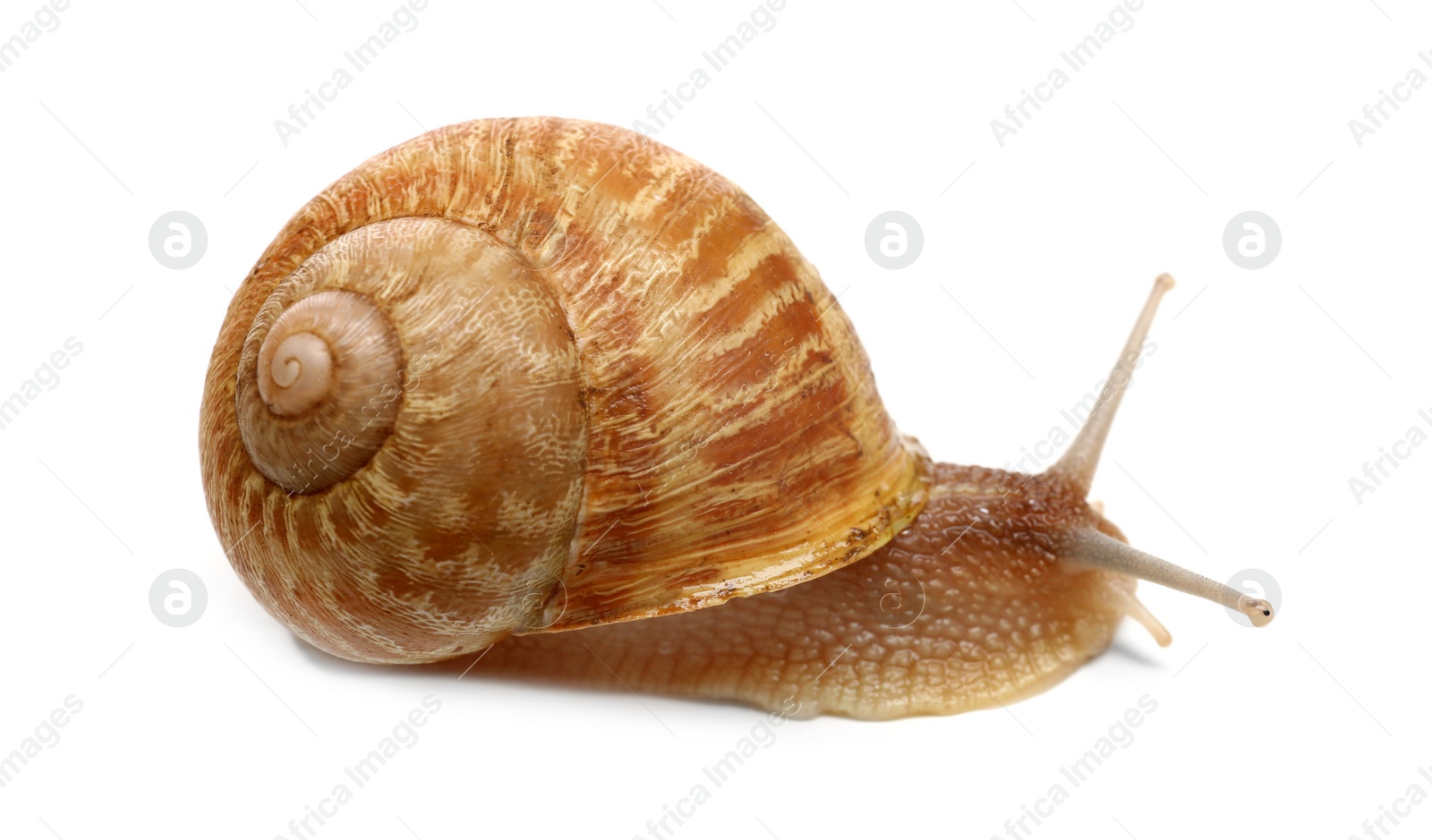 Photo of Common garden snail crawling on white background