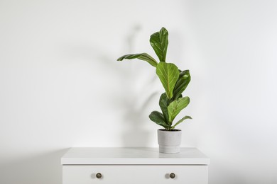 Photo of Beautiful ficus plant in pot on white chest of drawers indoors, space for text. House decor