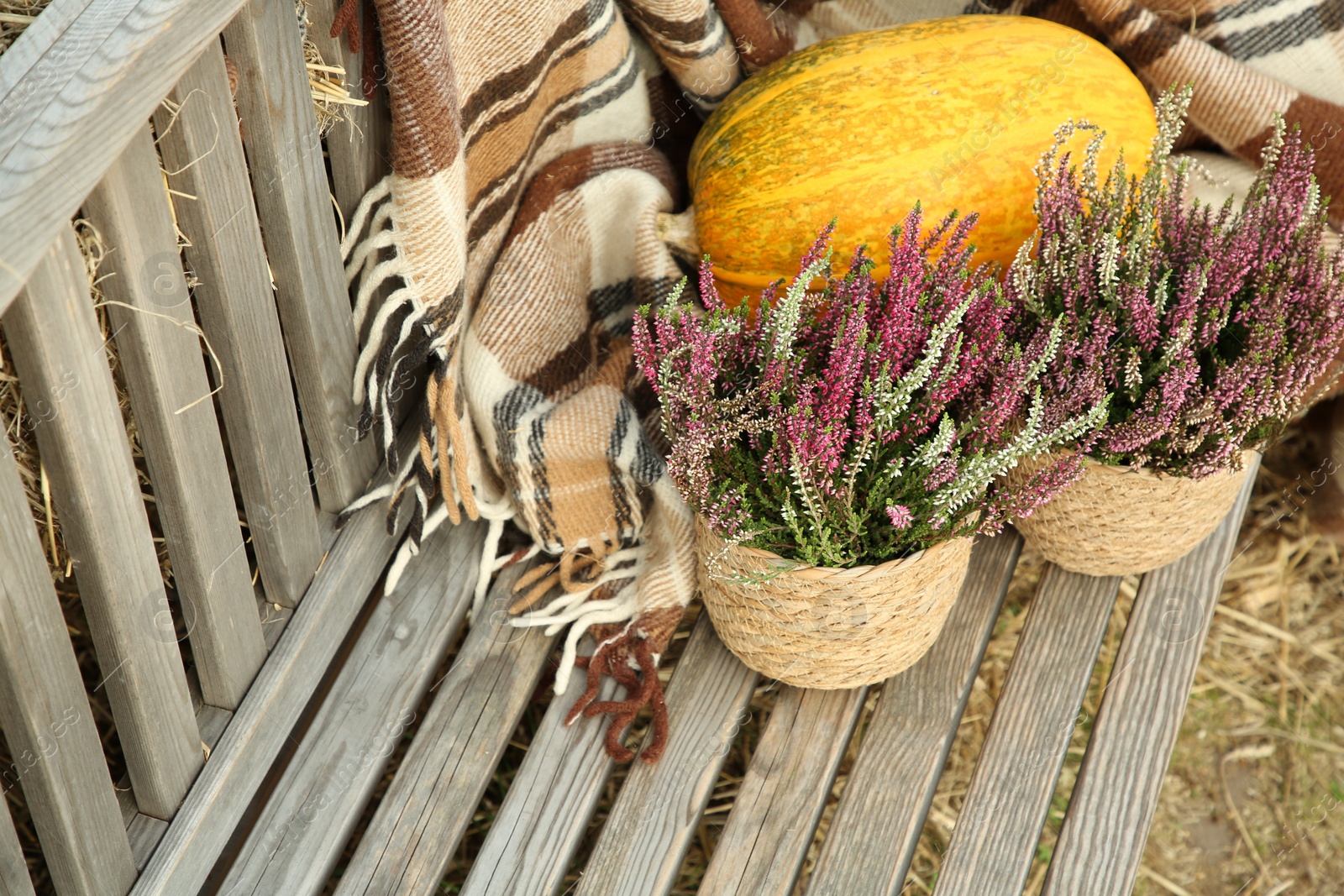 Photo of Beautiful heather flowers in pots and pumpkin on wooden bench outdoors, above view. Space for text