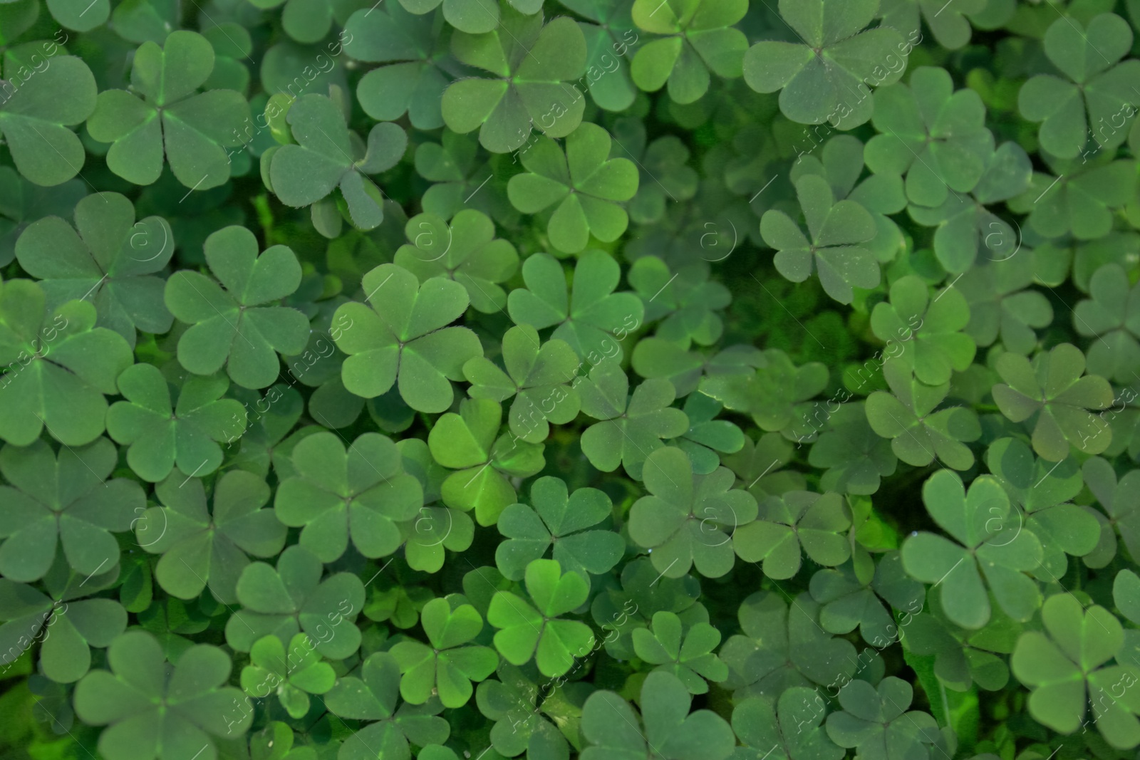 Photo of Top view of beautiful green clover leaves