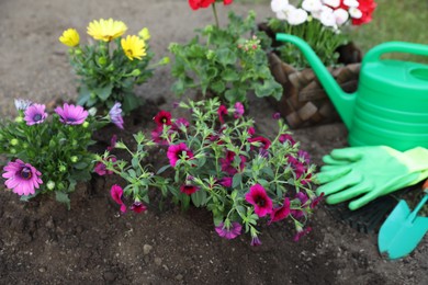 Beautiful blooming flowers, watering can, gloves and gardening tools on soil outdoors