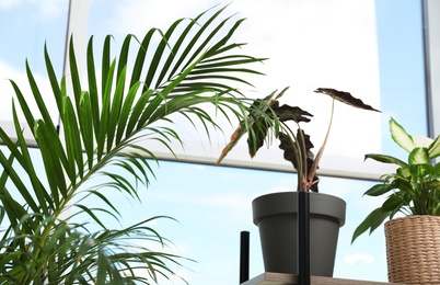 Photo of Different green potted plants near window at home