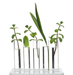 Rack with plants in test tubes isolated on white. Organic chemistry