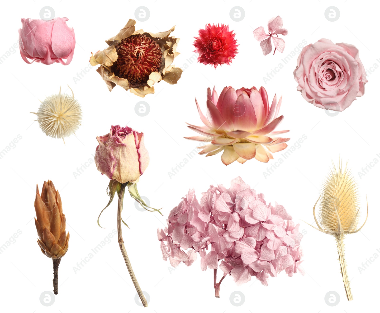 Image of Set with beautiful dry flowers on white background 