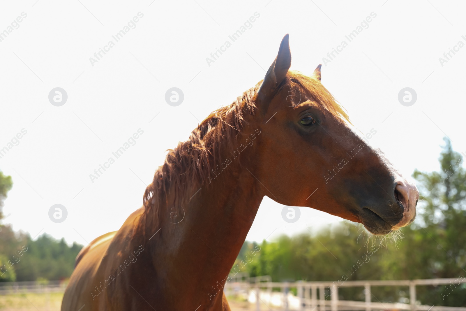 Photo of Chestnut horse in paddock on sunny day. Beautiful pet