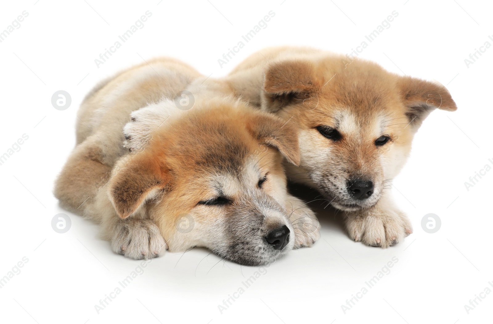 Photo of Adorable Akita Inu puppies on white background