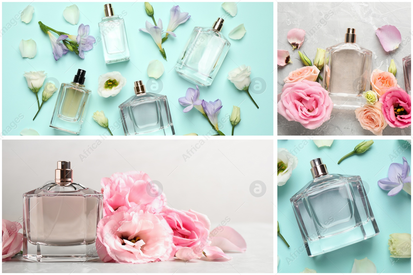 Image of Creative collage with photos of luxury perfume and beautiful flowers on color backgrounds 