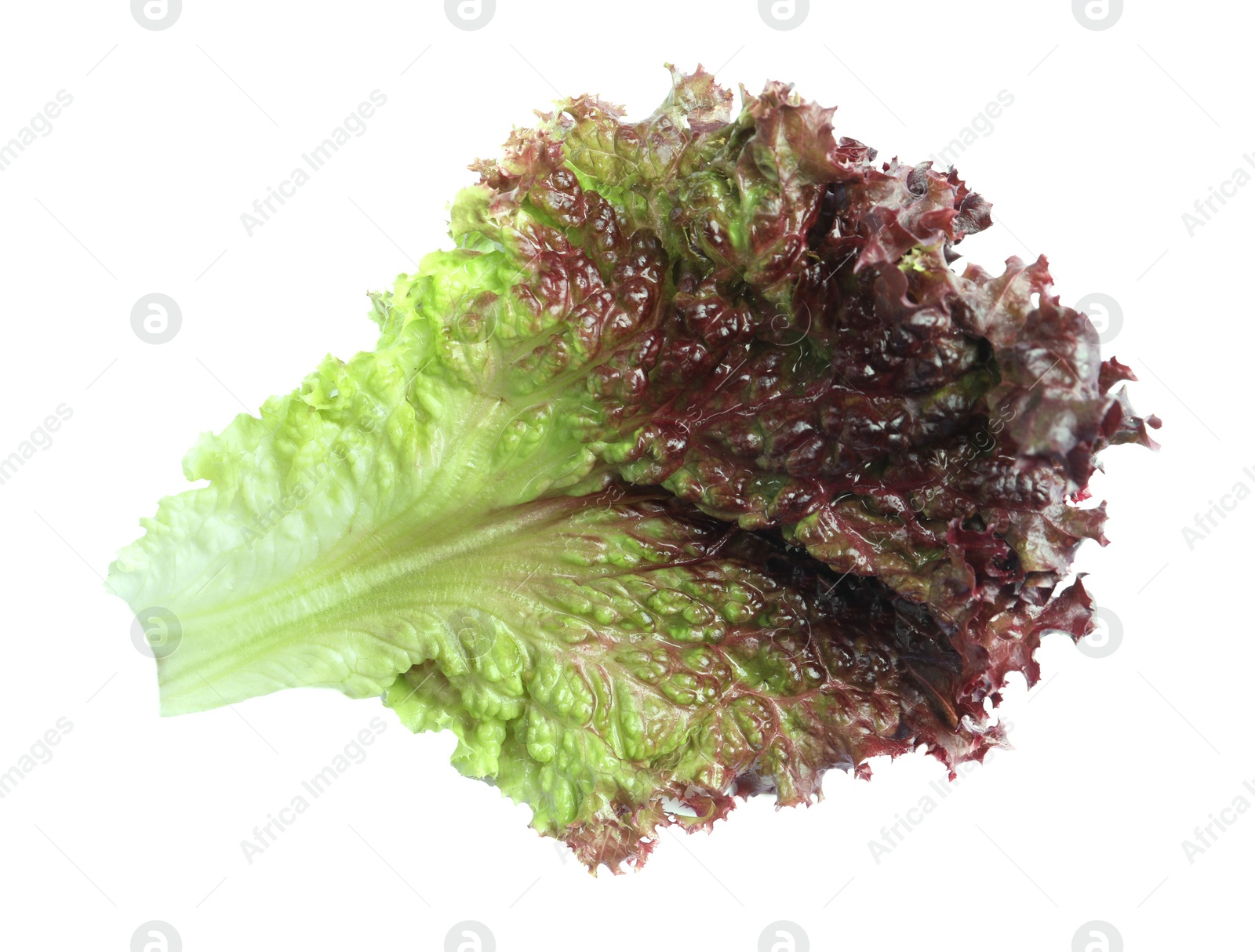 Photo of Leaf of fresh red coral lettuce isolated on white, top view