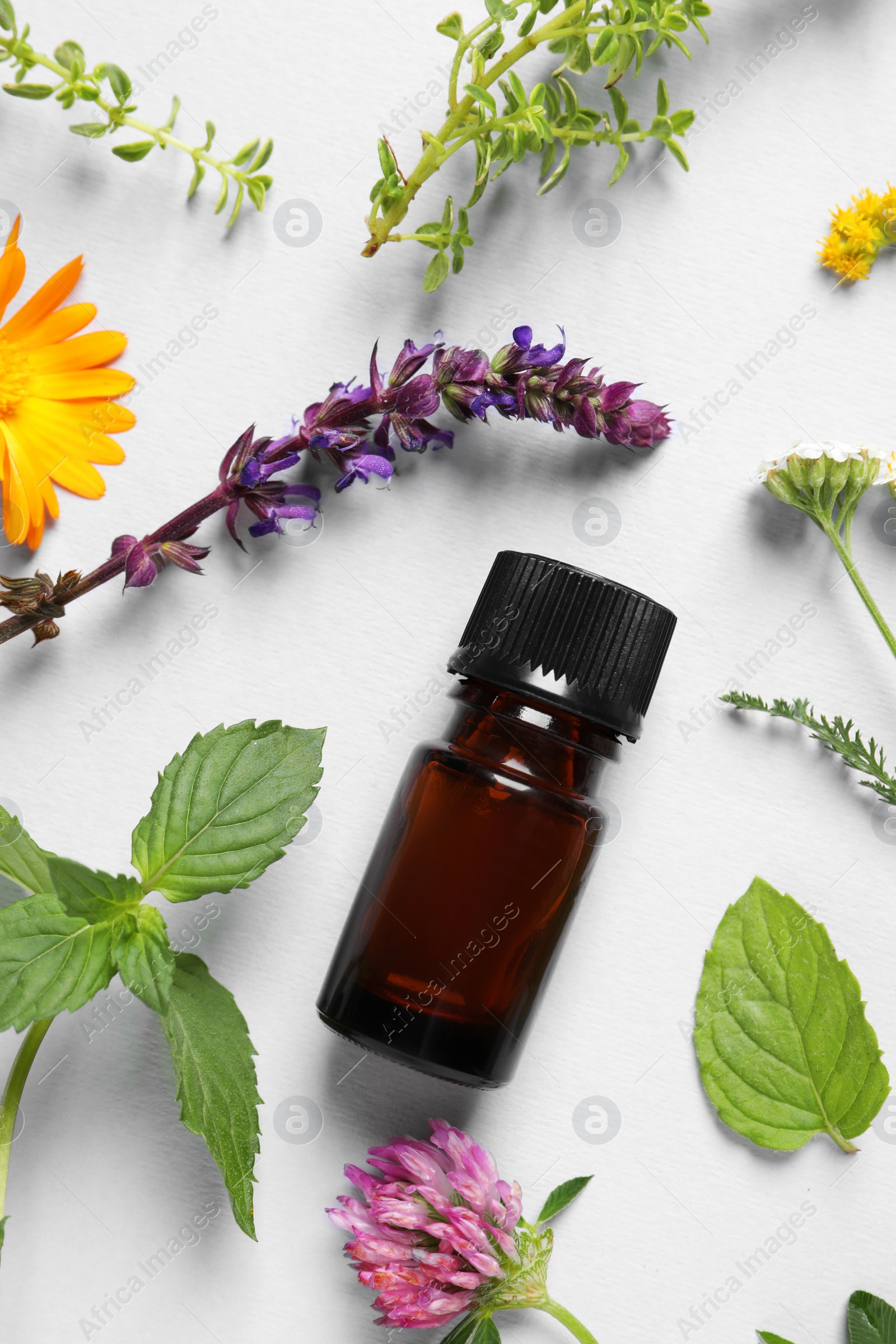 Photo of Bottle of essential oil, different herbs and flowers on white background, flat lay