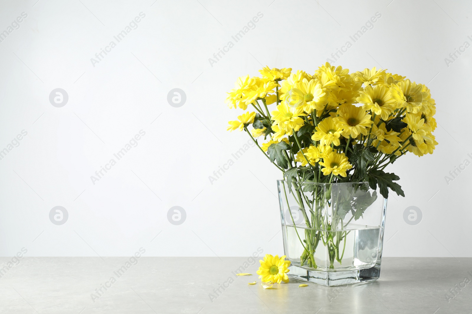 Photo of Vase with beautiful chamomile flowers on grey table against light background. Space for text