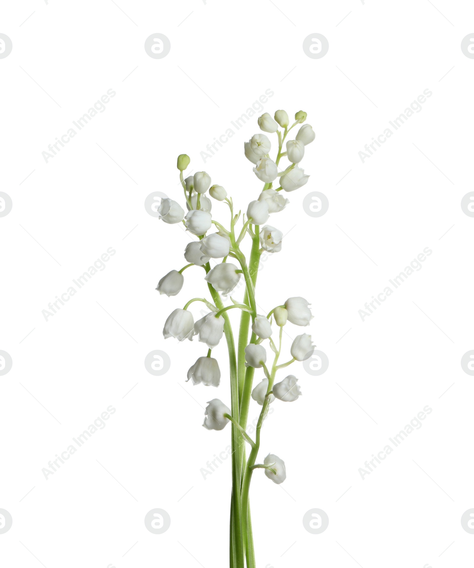 Photo of Beautiful lily of the valley flowers on white background