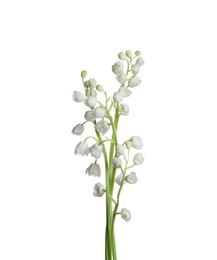 Beautiful lily of the valley flowers on white background