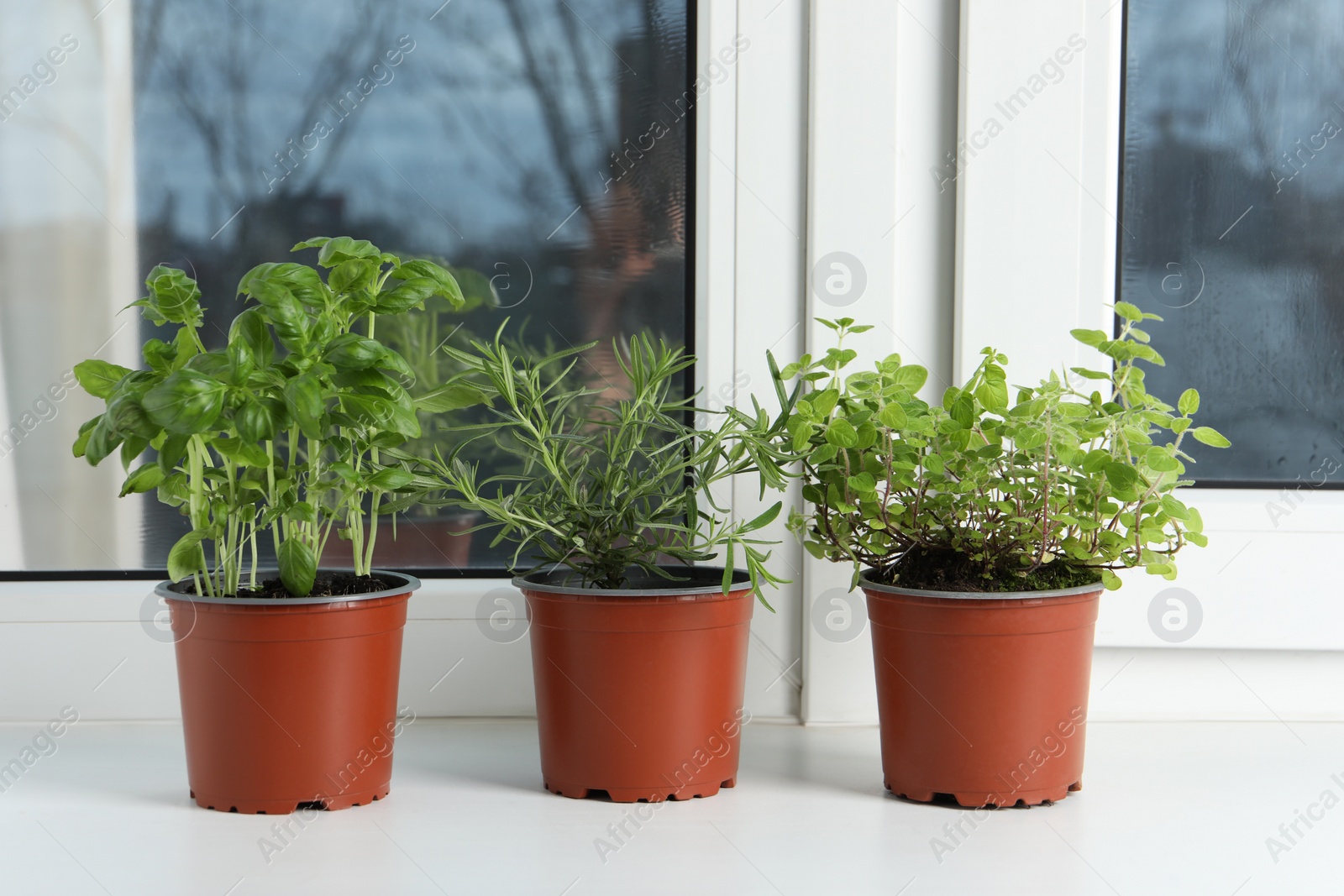 Photo of Different aromatic potted herbs on windowsill indoors