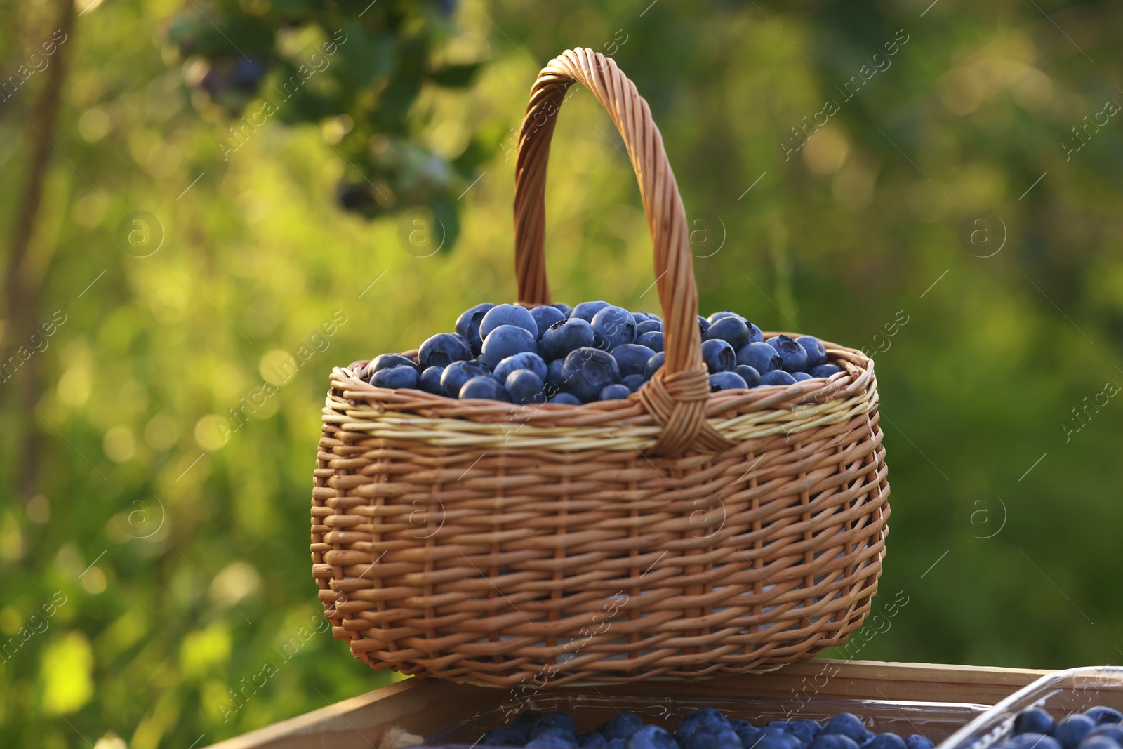 Photo of Tasty ripe blueberries on farm. Seasonal berries