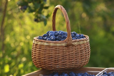 Tasty ripe blueberries on farm. Seasonal berries