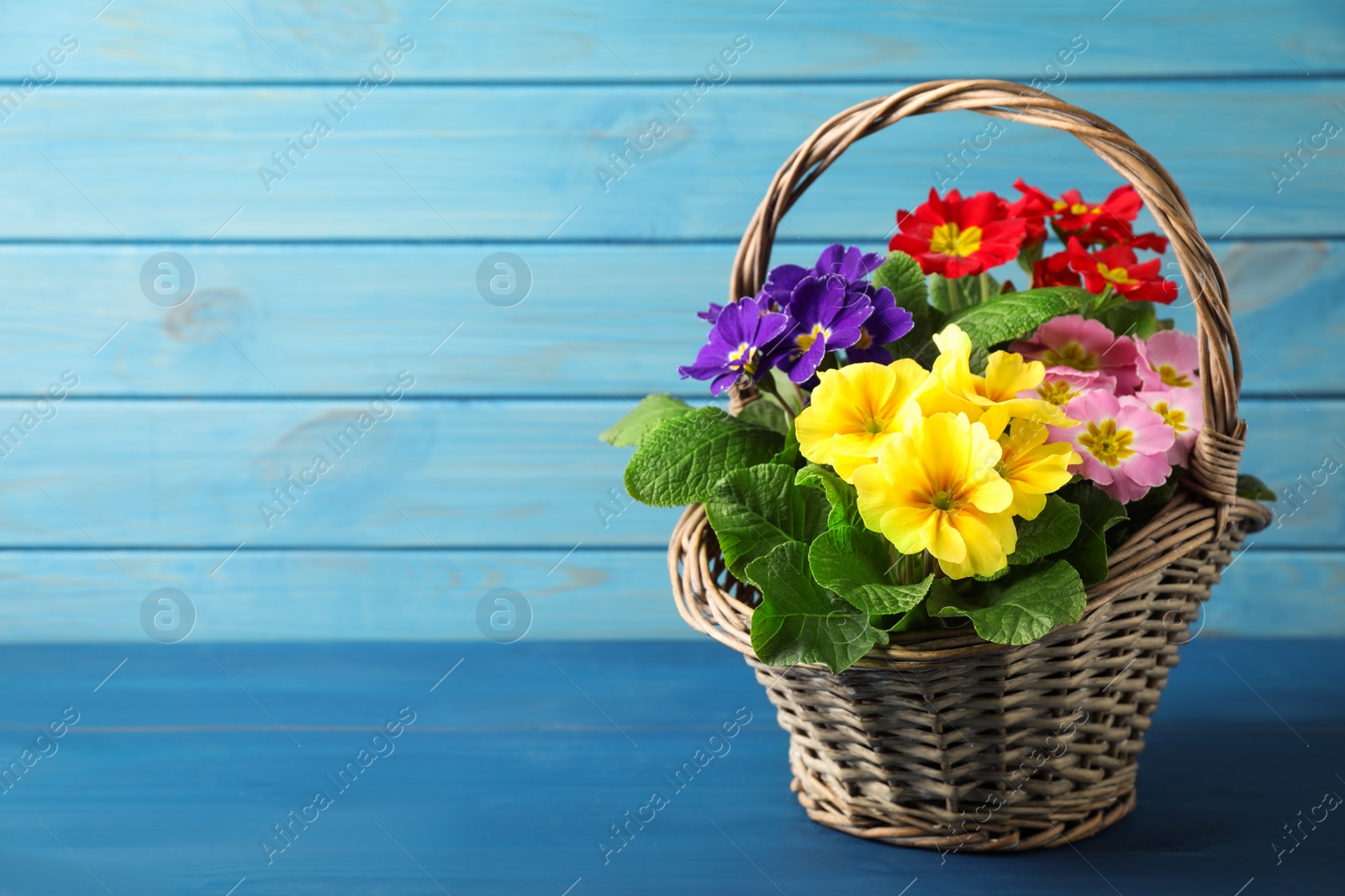 Photo of Beautiful primula (primrose) flowers in wicker basket on blue wooden table, space for text. Spring blossom