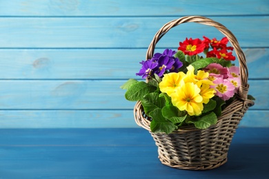 Photo of Beautiful primula (primrose) flowers in wicker basket on blue wooden table, space for text. Spring blossom