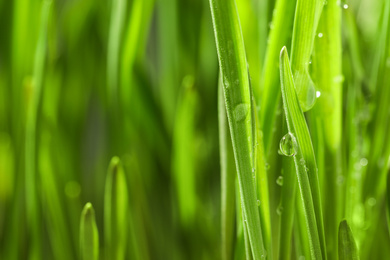 Photo of Green lush grass with water drops on blurred background, closeup